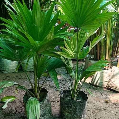 Chinese Forked Palm Plant
