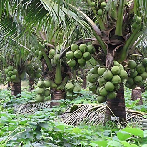 Dwarf Hybrid Coconut Tree Plant