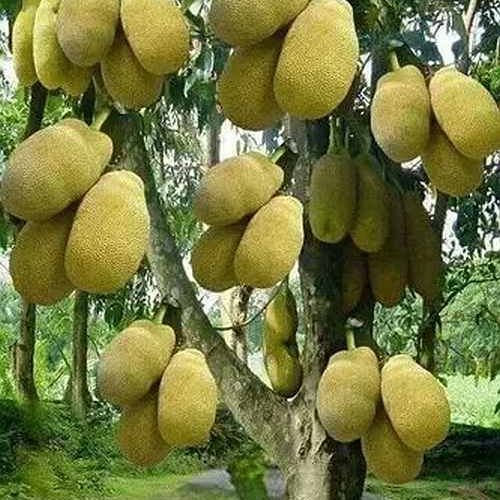 Grafted Jackfruit Plant