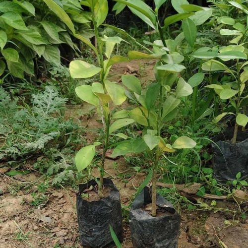 Kaffir Lemon Plant