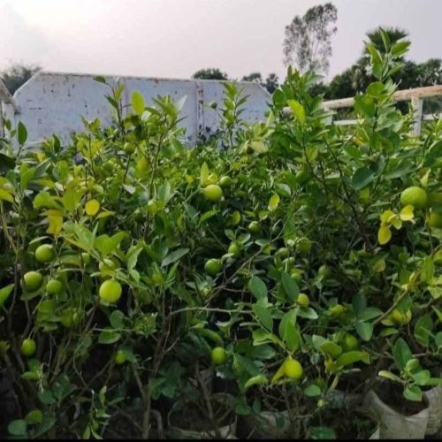 Kagzi Lemon Layering Plant