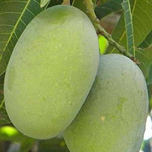 Langra Mango Plant