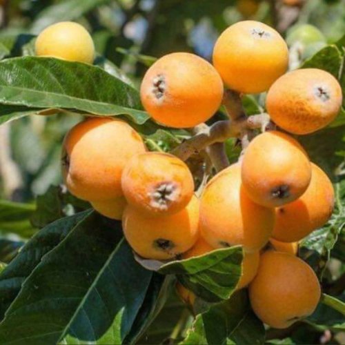 Loquat Fruit Plant