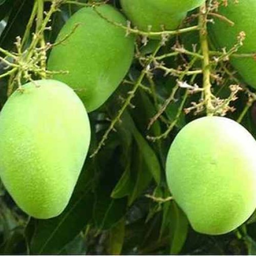 Mollika Mango Tree Plant