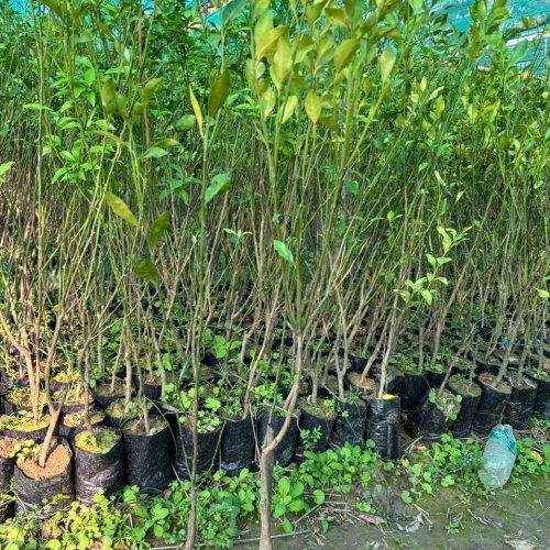 Nagpuri Orange Plant