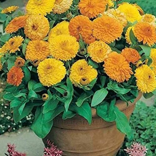 Natural Calendula Flower