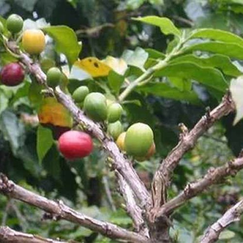 Natural Coffee Fruit Plant