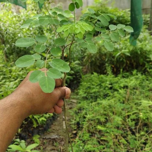 Natural Moringa Plant