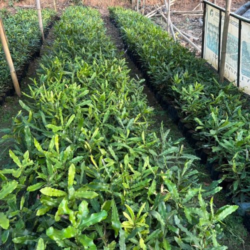 Macadamia Nut Plant