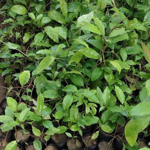 Passion Fruit Plant