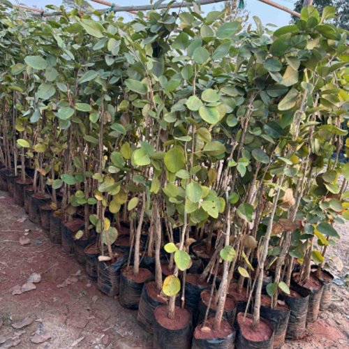 Red Sandalwood Plant