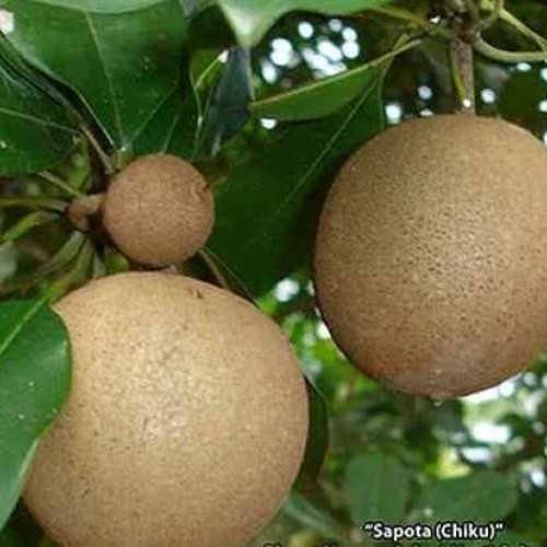 Sapota Chikoo Fruit Plant