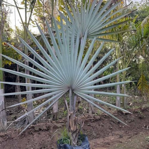Silver Bismark Palm Plant