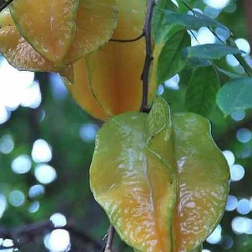 Star Fruit Plant