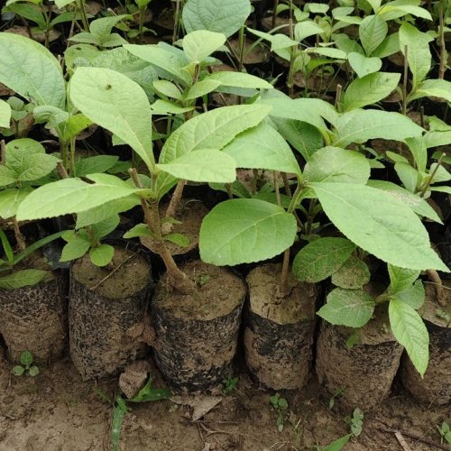Teak Wood Plant