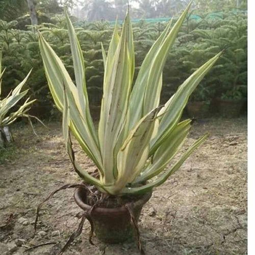 Victoria Palm Plant