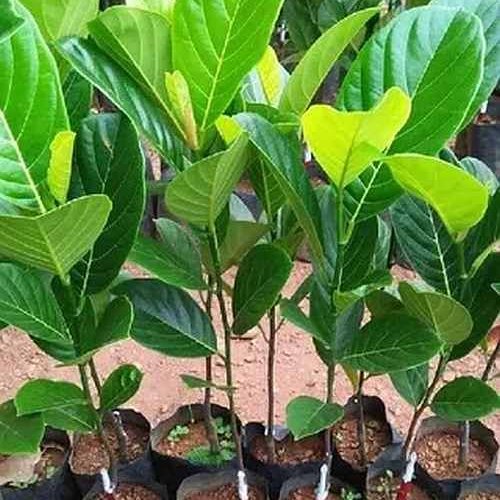 Well Watered Jackfruit Seedling Plant