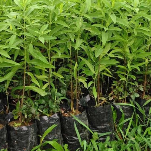 White Sandal Wood Plant