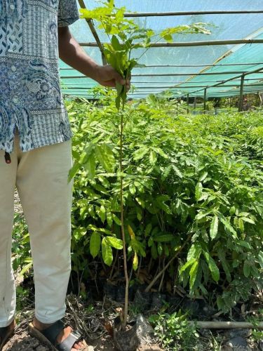 African Mahogany Hardwood Timber Plantation Plant