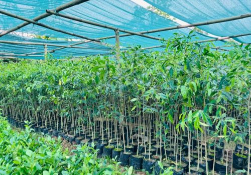 Agarwood Oud Fragrance Tree Plantation Plant