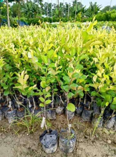 Apple Ber Fruit Plant