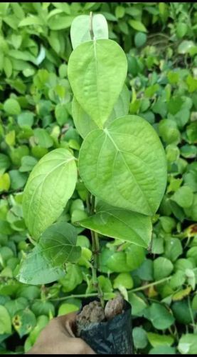 Black Pepper Plant