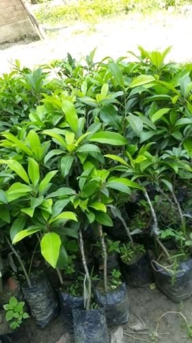 Chikoo Fruit Plant
