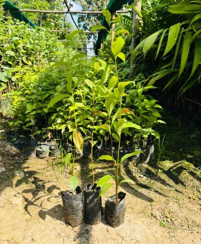 Cinnamon Spice Dalchini Live Plantation Plant