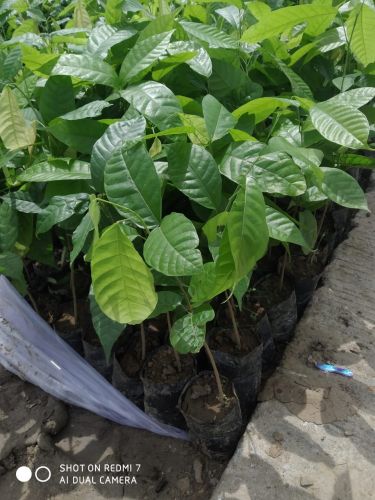Cocoa Fruit Plant