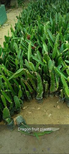 Dragon Fruit Plant