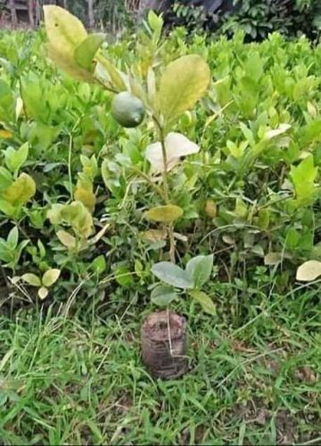 Elaichi Lemon Citrus Fruit Live Plant