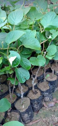Exotic Kiwi Fruit Live Climber Plant