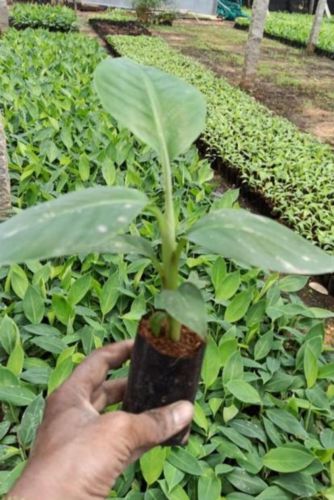 G9 Banana Plant