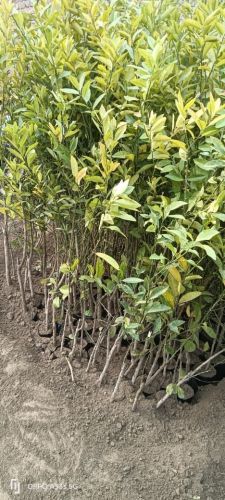Grafted Sweet Orange Fruit Live Plant