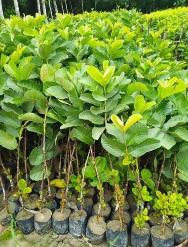 High Yield Grafted Guava Fruit Plant