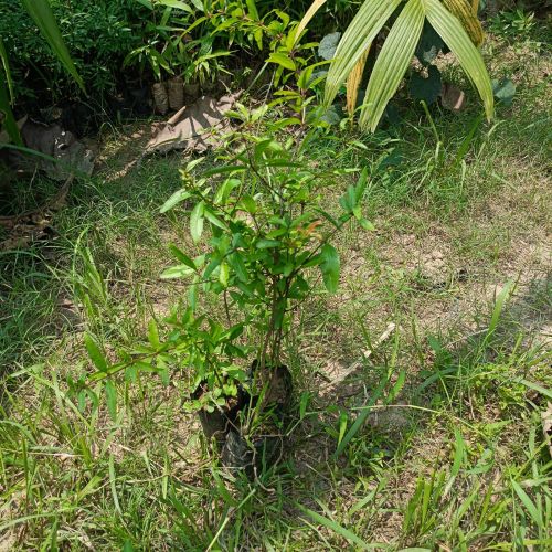 High Yield Pomegranate Fruit Plant
