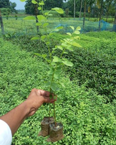 Indian Rosewood Timber Plantation Plant
