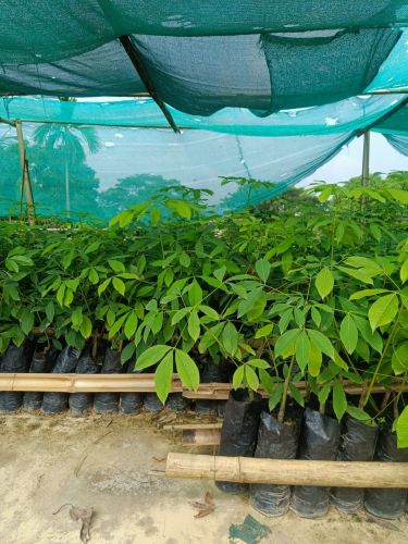 Indoor Rubber Plant