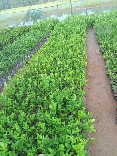 Kagzi Lemon Citrus Fruit Live Plant
