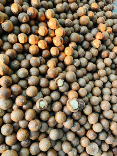 Macadamia Seed
