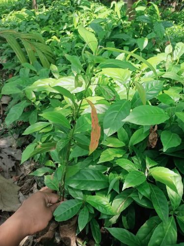 Mediterranean Olive Oil Fruit Seedling Plant