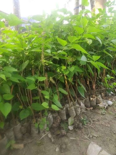Mulberry Fruit Plant