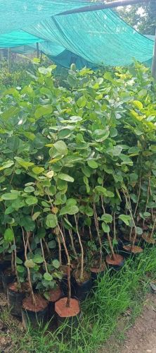 Red Sandalwood Plant