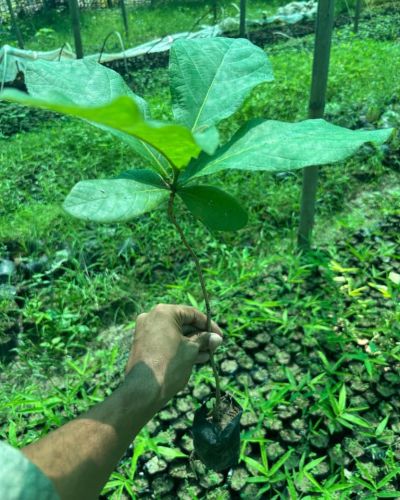 Sagwan Teak Hardwood Timber Plantation Plant