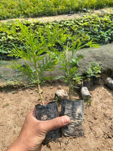 Silver Oak Timber Shade Tree Plant