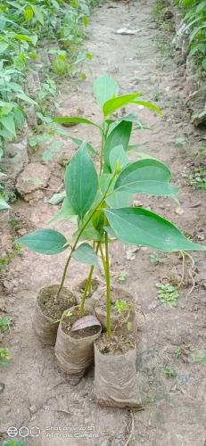 Taj Petta Plant