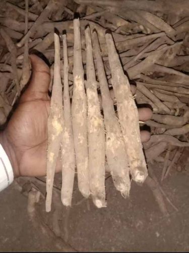 Timber & Commercial Plantation Plants