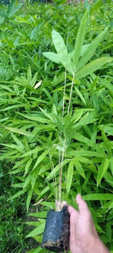 Tulda Bamboo Plant