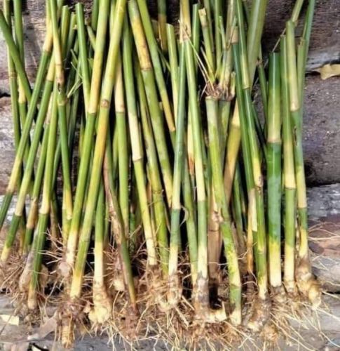 Tulda Bamboo Plantation Rhizome Plant