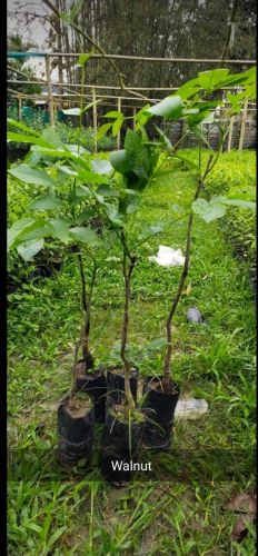Walnut Fruit Plant